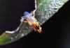 Thaumatomyia notata